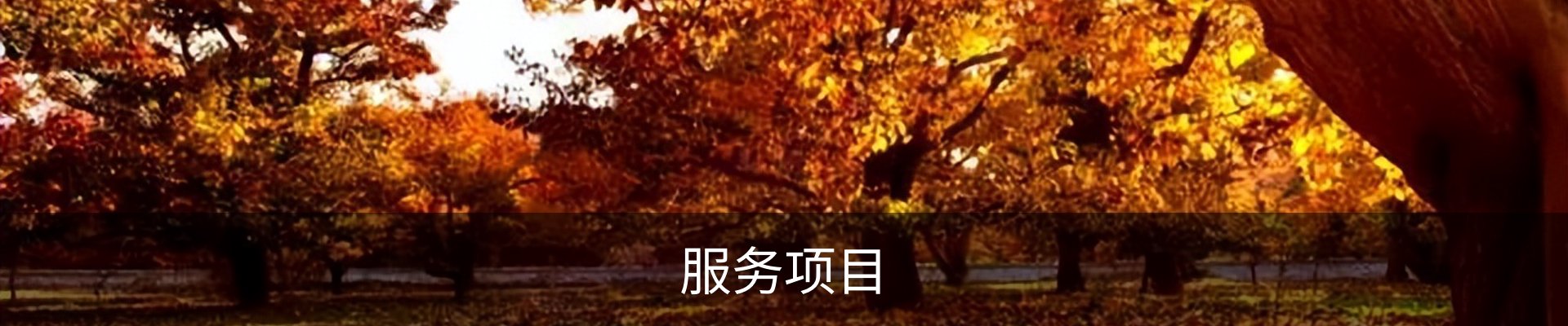 服务项目